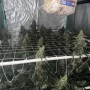 Gorilla Z Auto