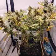 Hulkberry Auto - 1st Grow [Archive]