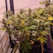 Hulkberry Auto - 1st Grow [Archive]