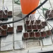 Cultivo Loko