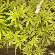 Lemon Cherry DWC Adv