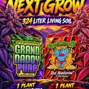 Red Mandarin & Grandaddy Purple