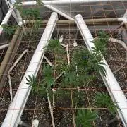 Fall 26 grow
