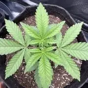 Critical mass please