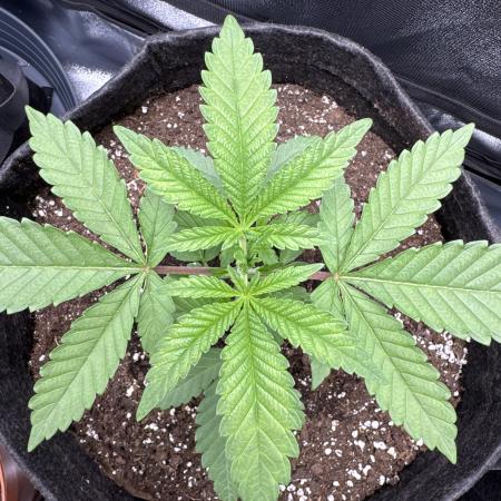 Critical mass please