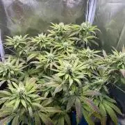 Royal Gorilla 1 plant 60x60