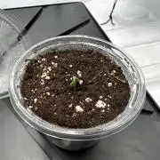1. Grow Gorilla Z Auto