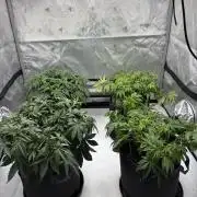 Grow 2
