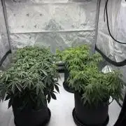 Grow 2