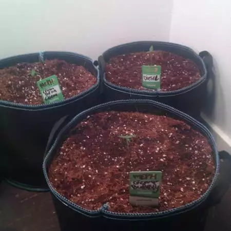Velk's creme de la Chem 