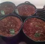 Velk's Mephisto genetics 3bears og 