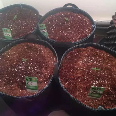 Velk's Mephisto genetics 3bears og 