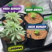 Growcoin #1