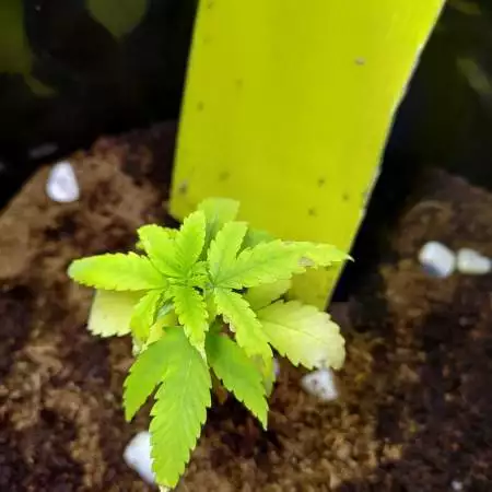 My first grow