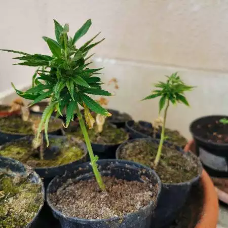 Plain Water Clones Quick Critical+