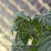 Think Tank First Grow