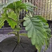 Think Tank First Grow