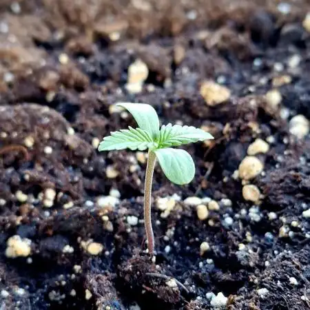 Organic Outdoor Autos