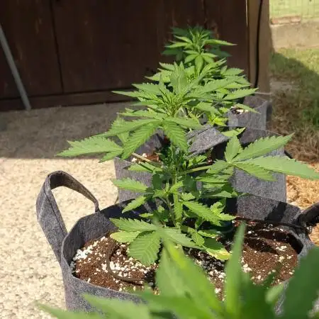 Organic Outdoor Autos