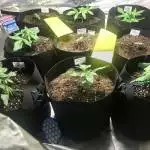 1st grow mixed autos