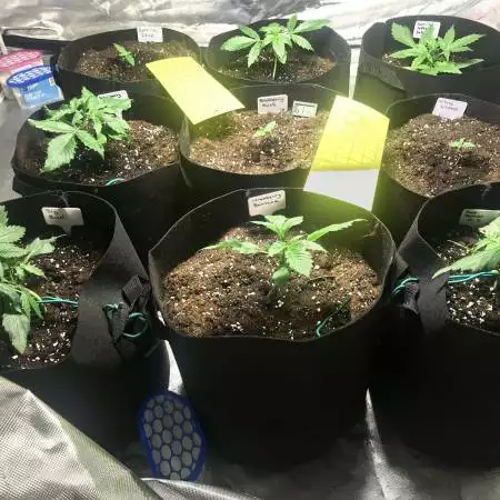 1st grow mixed autos