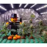 Fast Buds Auto Mix Pack RF3