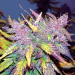 growing reactor 3 - Litchfield