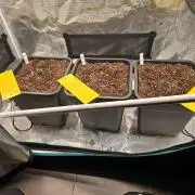 Fastbuds 1#