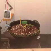 My fist ever grow