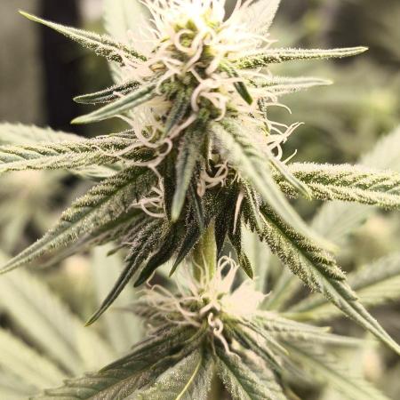 My First Grow