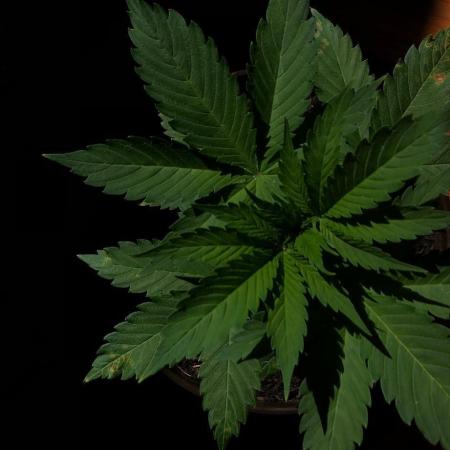First grow but definitely not last :)