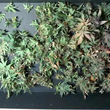 Good Ol' Northern Lights Grow