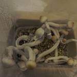 Psilocybe Cubensis Mazatapec Shroom Grow