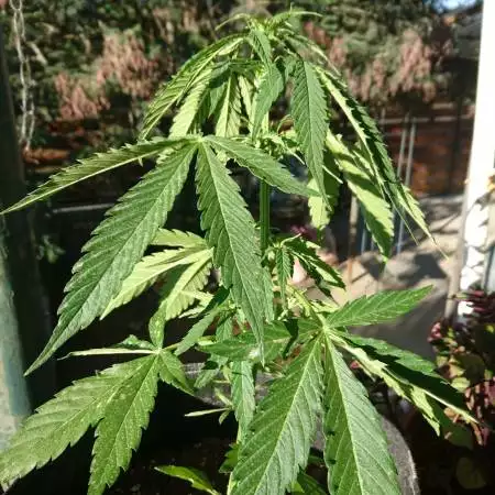 Green Crack Outdoor (Auto)