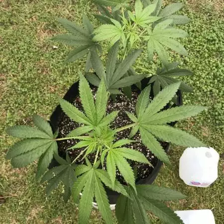 Green Crack 