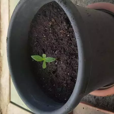 She's Lucy. First born from Betty seeds.