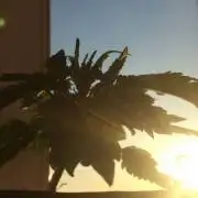 Первый опыт