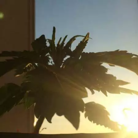 Первый опыт