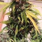 Northern Lights Auto 
