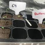C4 'matic 42 fast buds. beginner grow