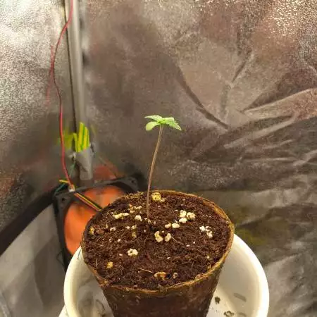 Swiss Cheese Auto