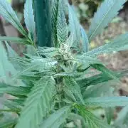 Late Summer Limited Edition Gelato Auto