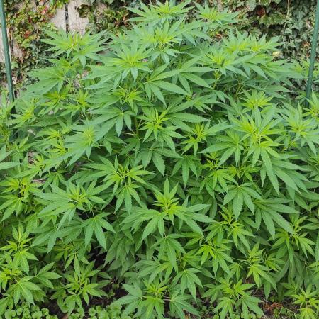 Chemdawg Summer 2025