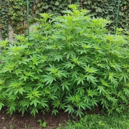 Chemdawg Summer 2025