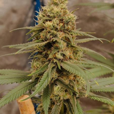 Strawberry Durban Nebula
