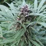 Chemdawg Summer 2025