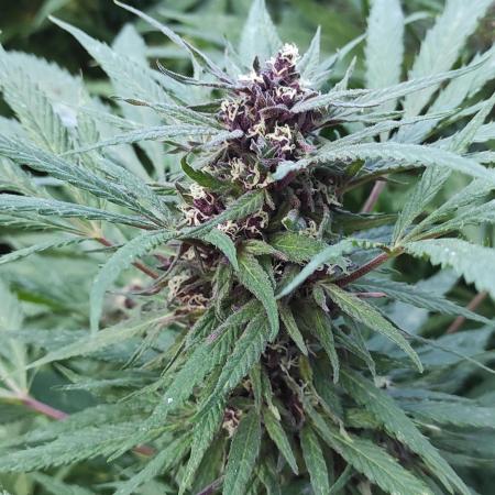 Chemdawg Summer 2025