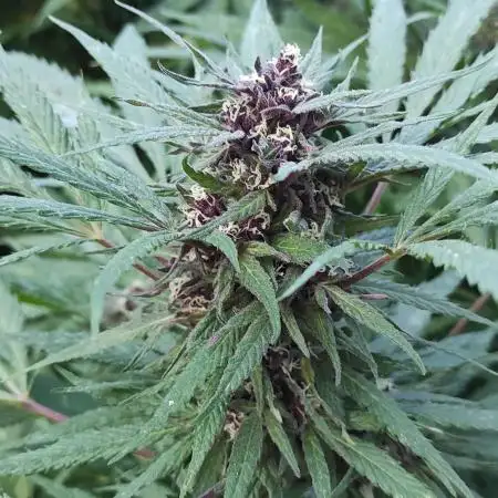 Chemdawg Summer 2025