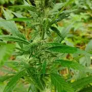 Late Summer Limited Edition Gelato Auto