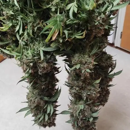 Strawberry Durban Nebula
